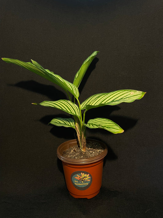 Calathea Ornata 'Pin-Stripe'