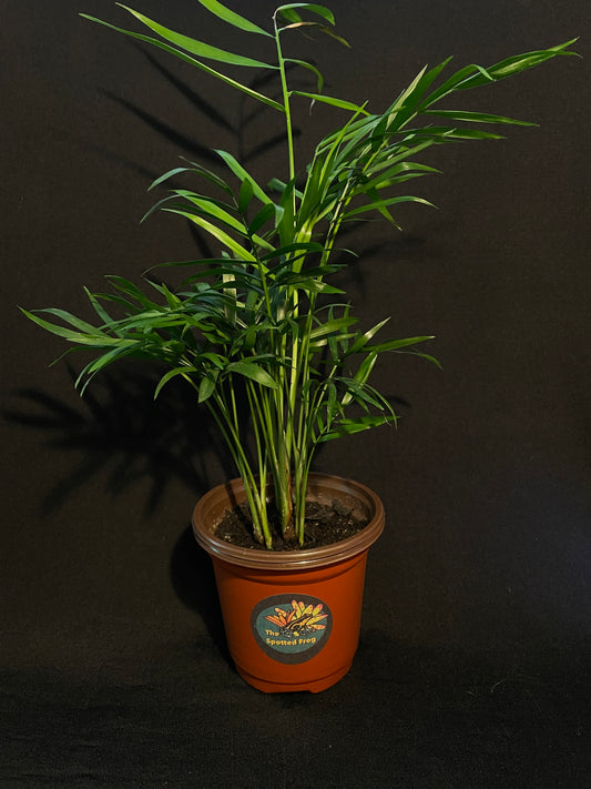 Neanthe Bella 'Parlor Palm'