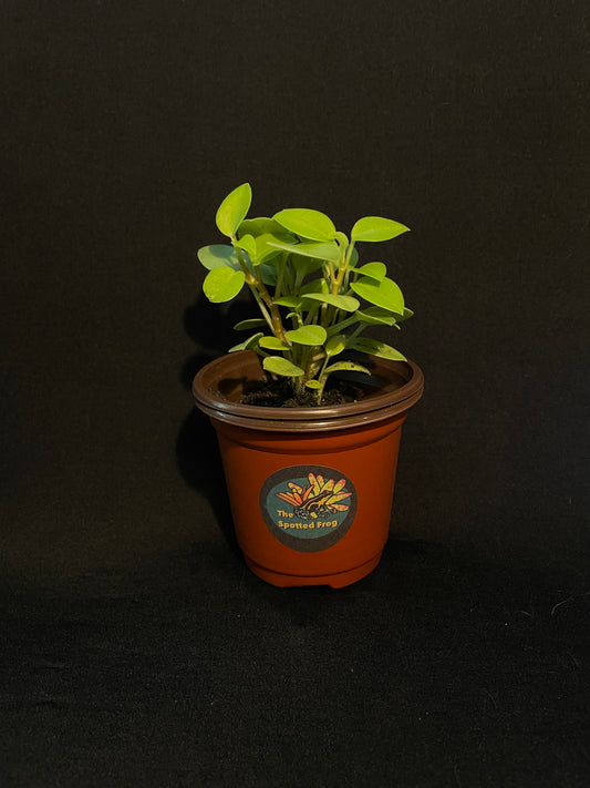 Peperomia Orba 'Pixie Lime'