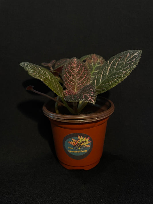 Episcia Cupreata 'Flame Violet'