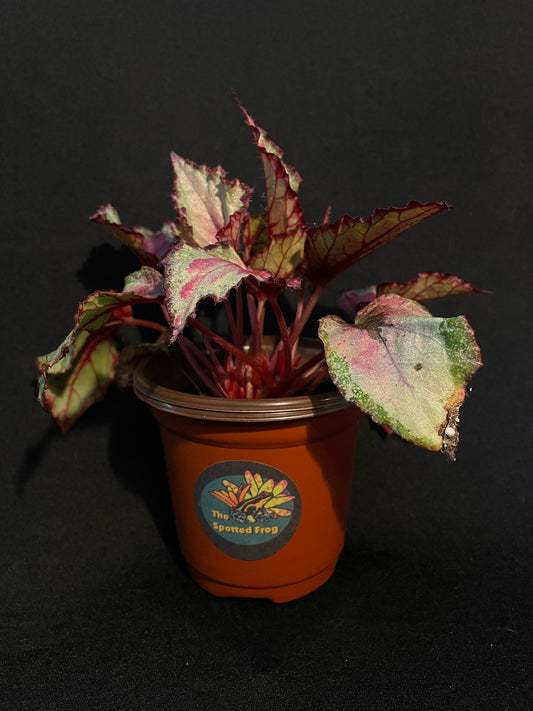 Begonia Rex 'Pink Variegated Cultivar'