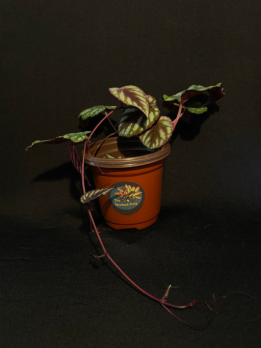 Begonia Rex 'Cissus Discolor'
