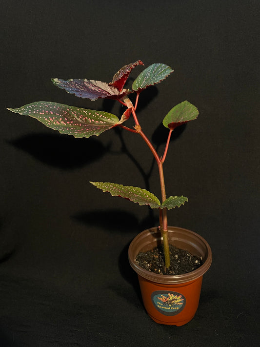 Begonia Maculata 'White Polka Dot'