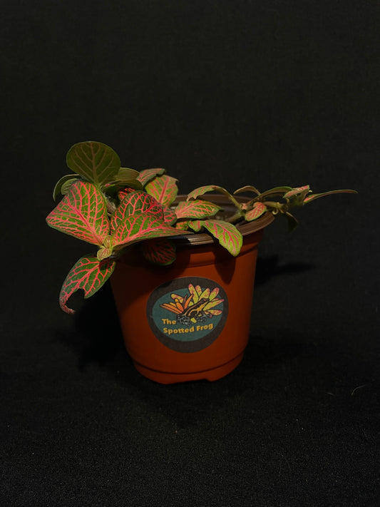 Fittonia Albivenis 'Pink Veins'