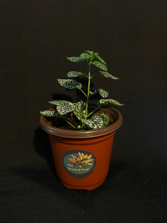 Hypoestes Phyllostachya 'Pink Splash'