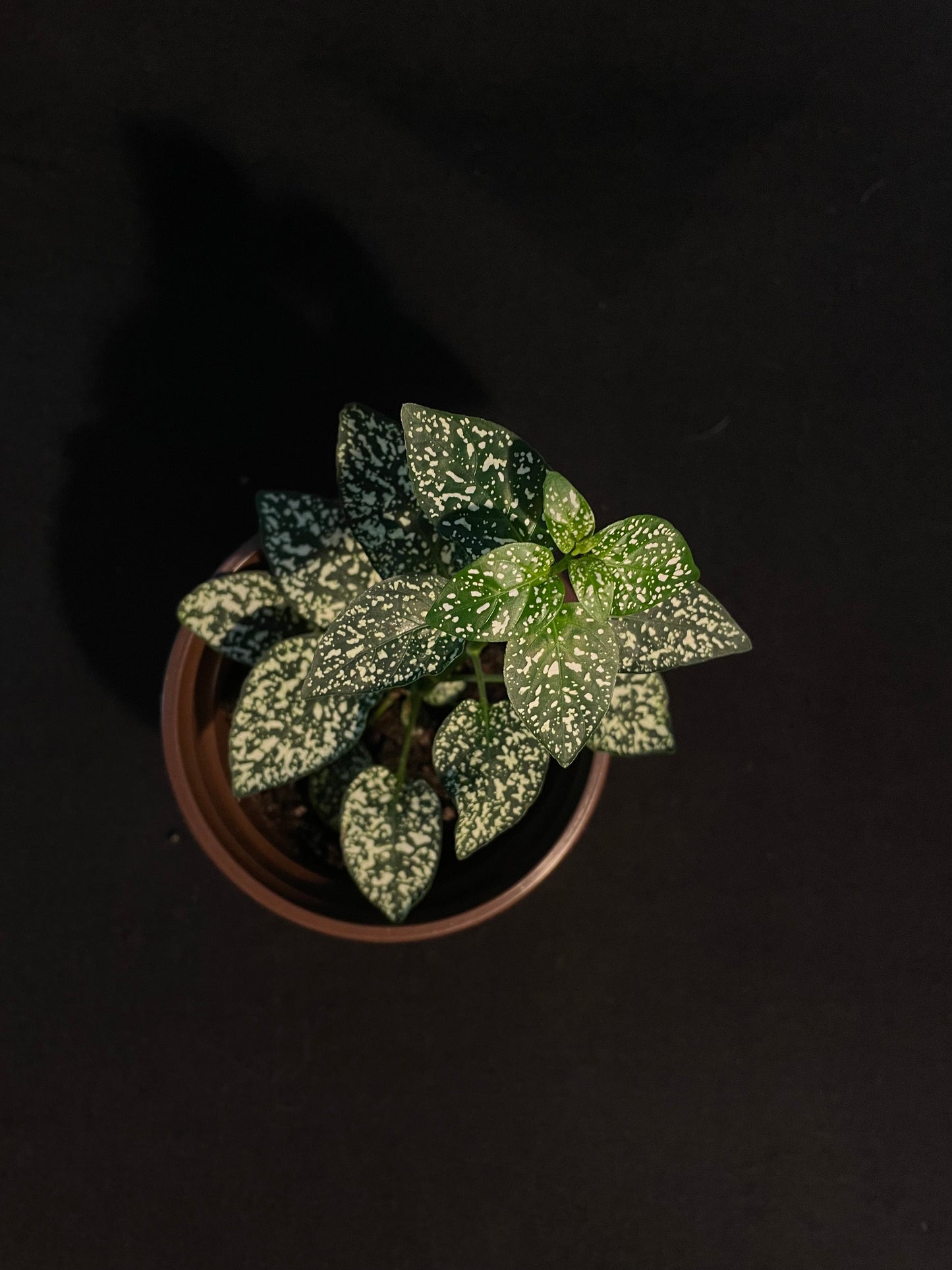 Hypoestes Phyllostachya 'White Splash'