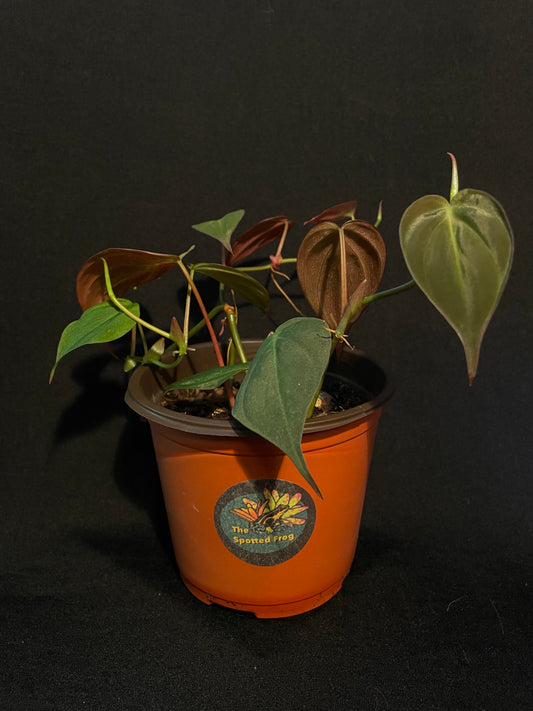 Philodendron Hederaceum 'Micans'