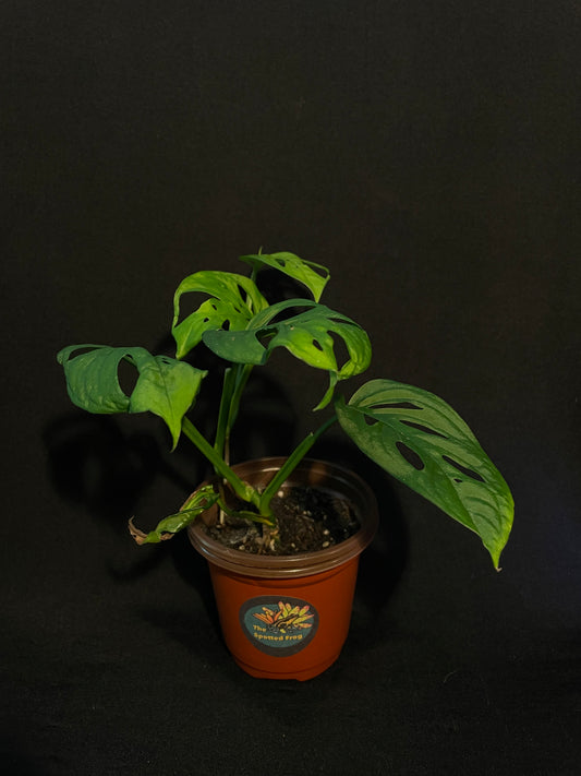 Monstera Adensonii 'Swiss Cheese'