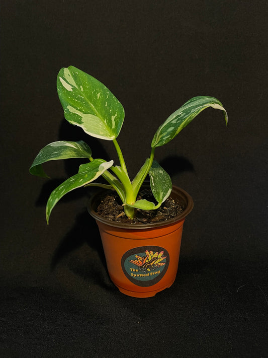 Philodendron Erubescens 'White Wizard'