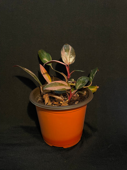 Philodendron Erubescens 'Pink Princess'