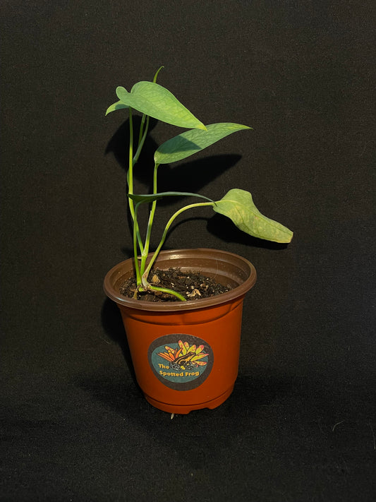 Epipremnum Pinnatum 'Cebu Blue Pothos'