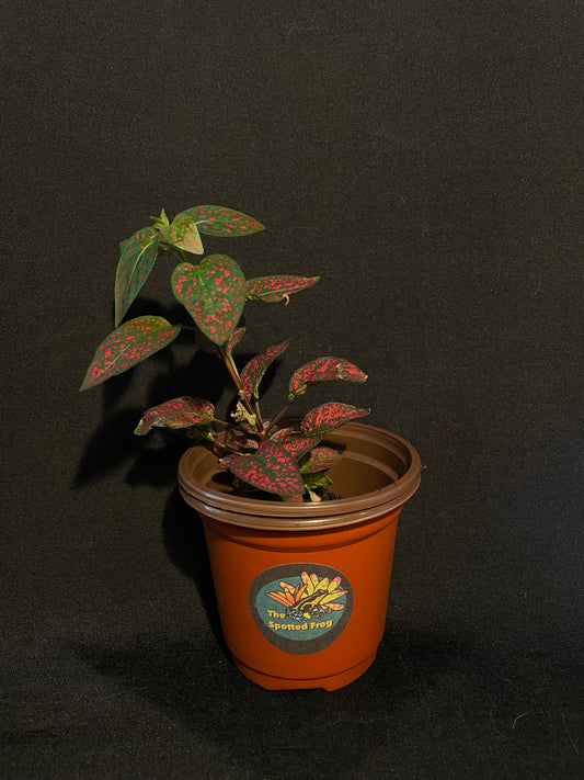 Hypoestes Phyllostachya 'Red Splash'