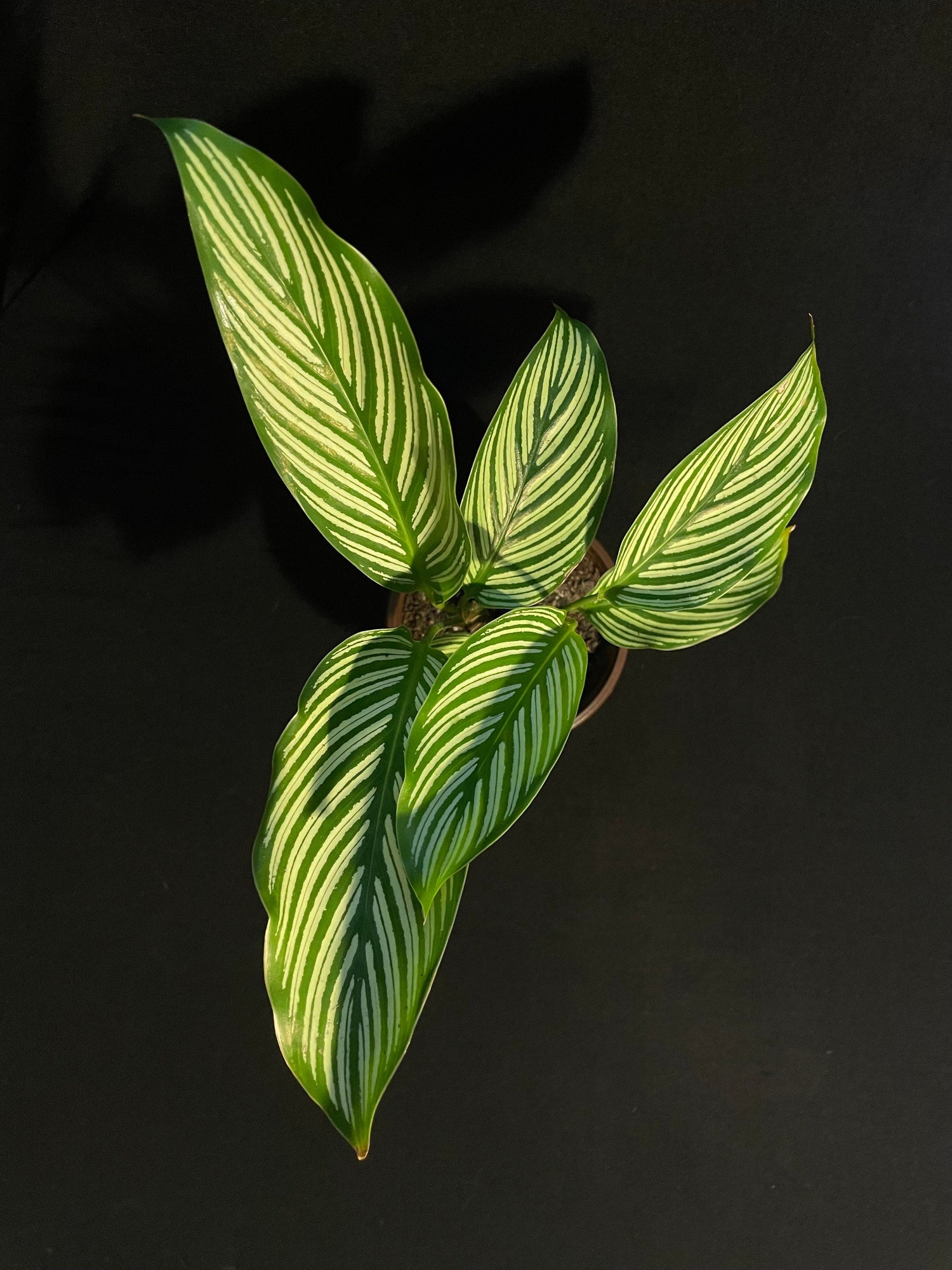 Plants