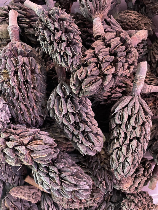 Magnolia Seed Pods