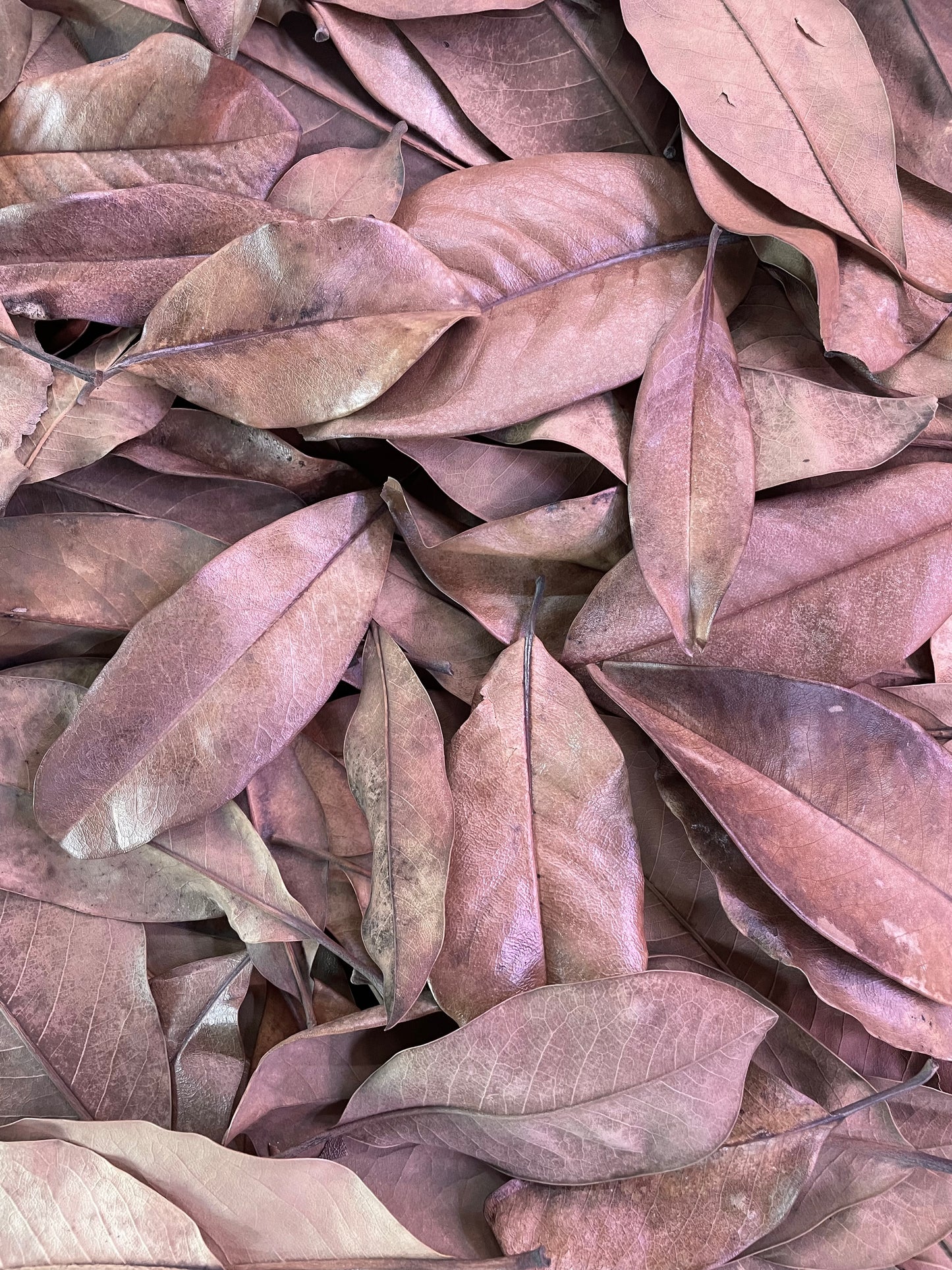 Magnolia Leaf Litter