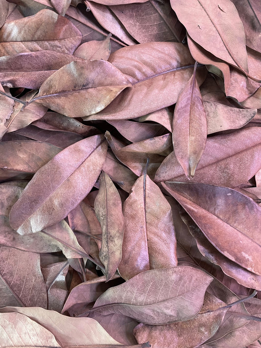Magnolia Leaf Litter