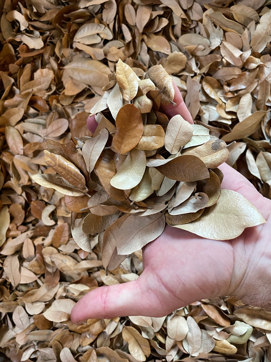 Southern Oak Leaf Litter