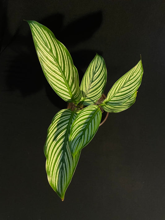 Calathea Ornata 'Pin-Stripe'