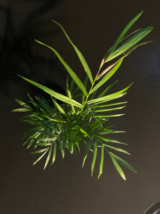 Neanthe Bella 'Parlor Palm'