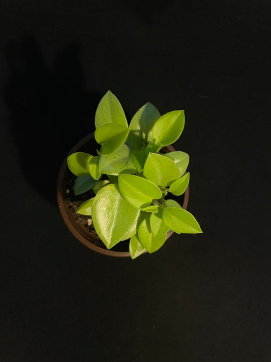 Peperomia Orba 'Pixie Lime'