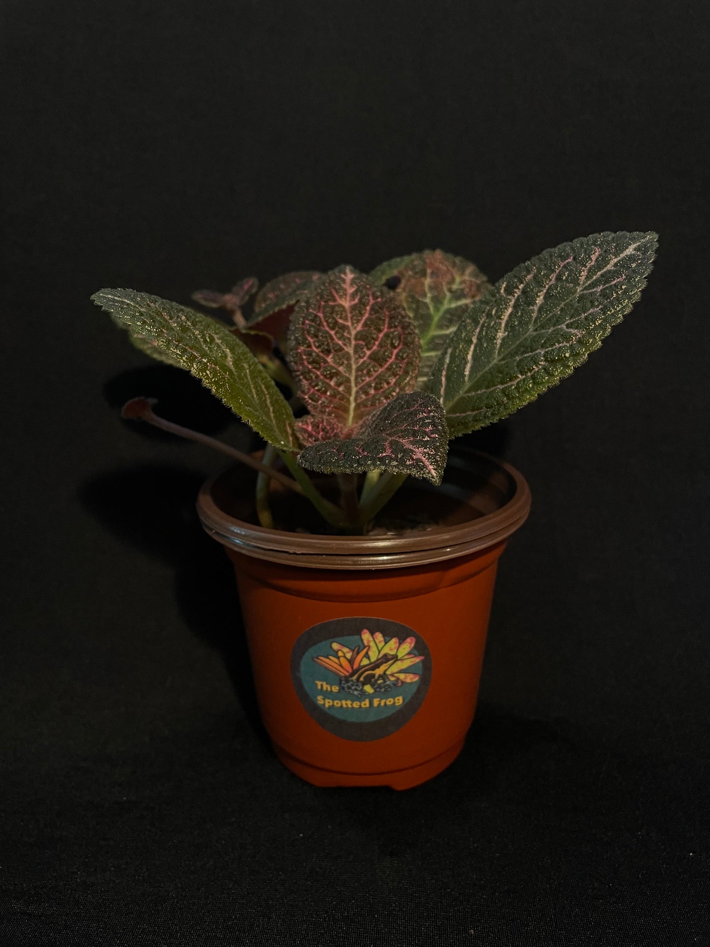 Episcia Cupreata 'Flame Violet'