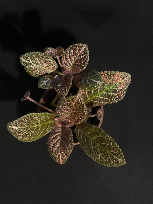 Episcia Cupreata 'Flame Violet'
