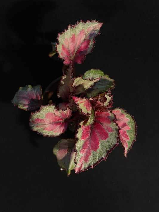 Begonia Rex 'Pink Variegated Cultivar'