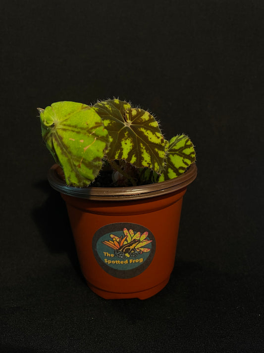 Begonia Rex 'Zumba'