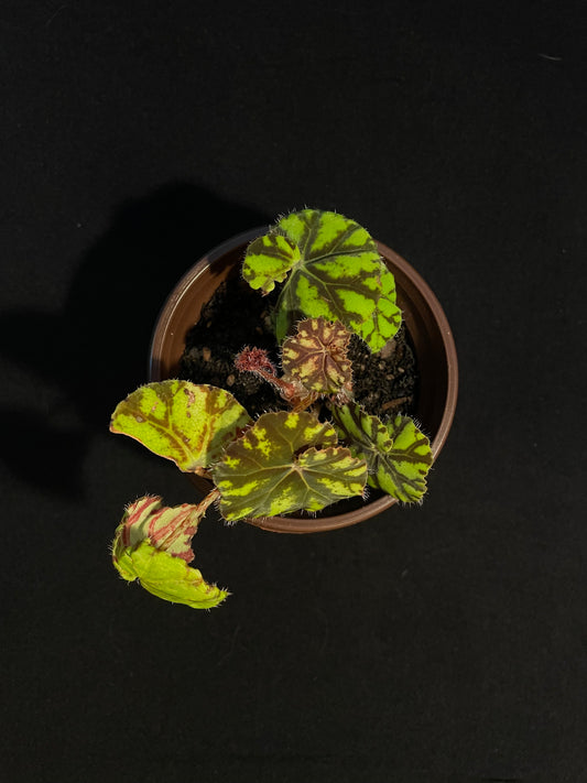 Begonia Rex 'Zumba'