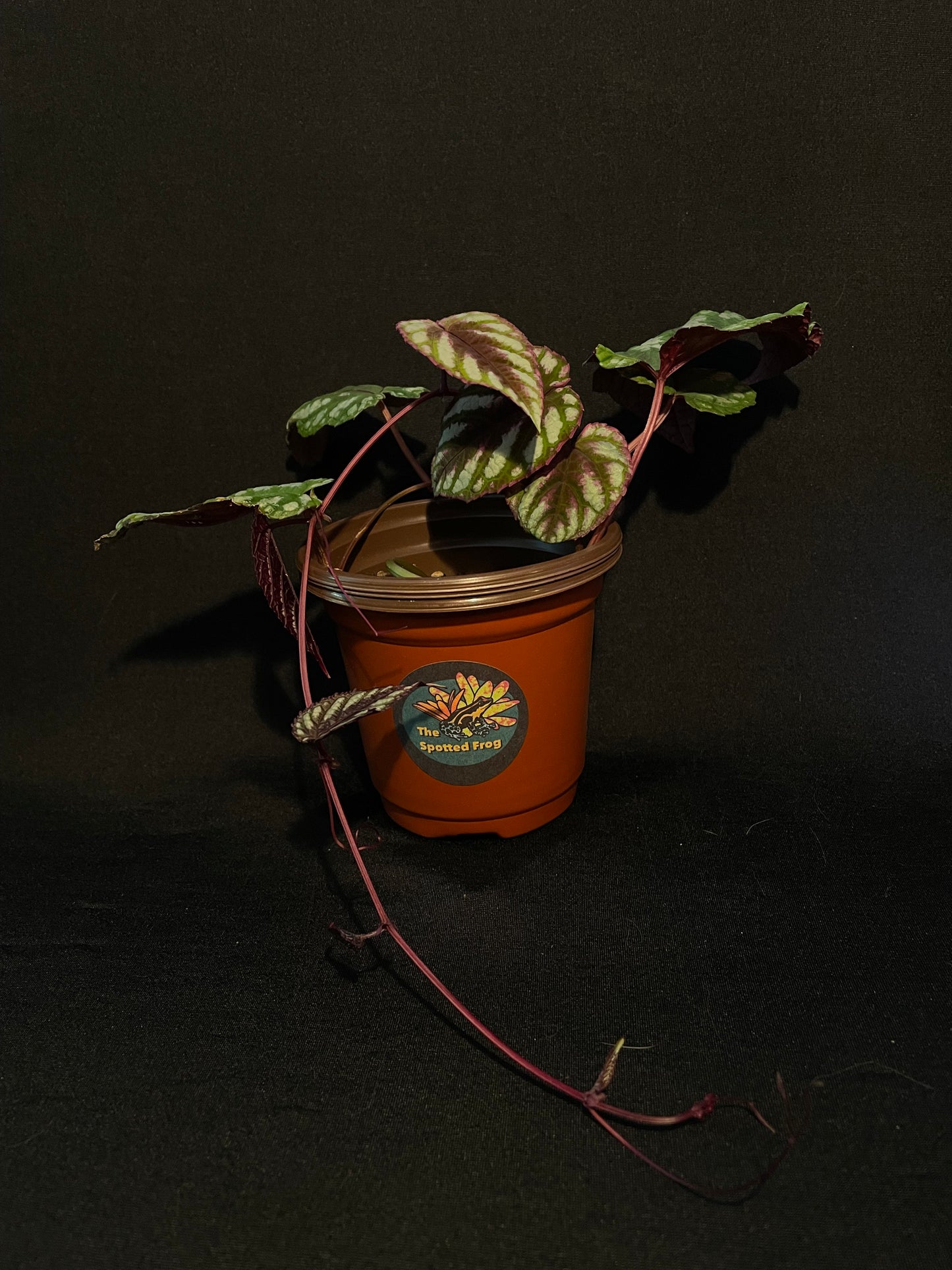 Begonia Rex 'Cissus Discolor'