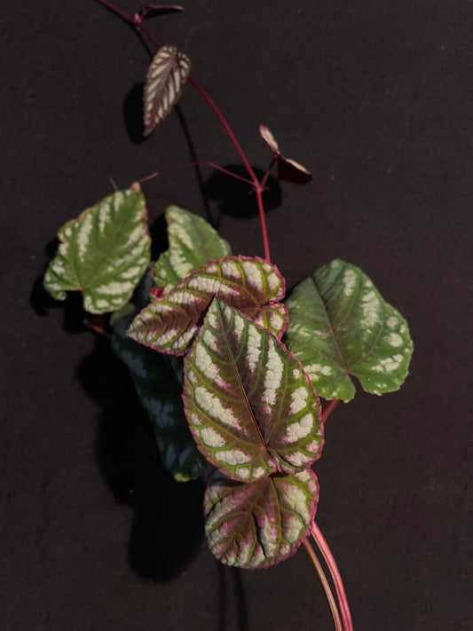 Begonia Rex 'Cissus Discolor'