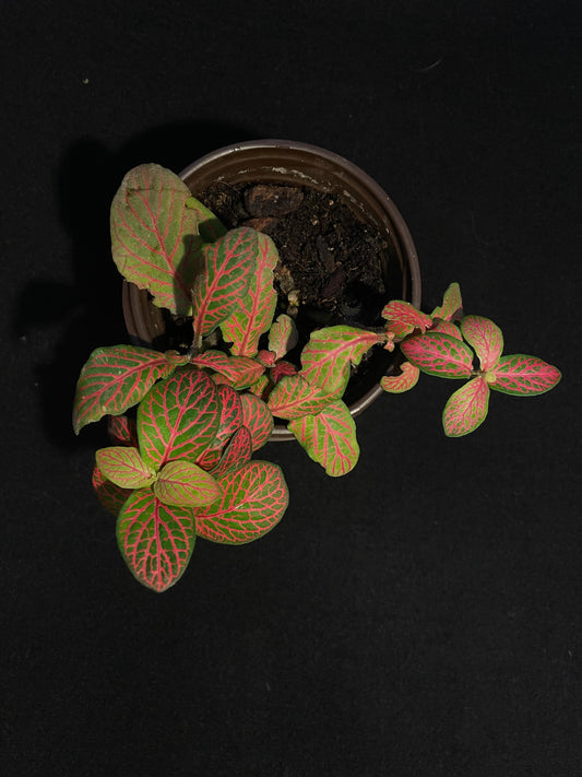 Fittonia Albivenis 'Pink Veins'
