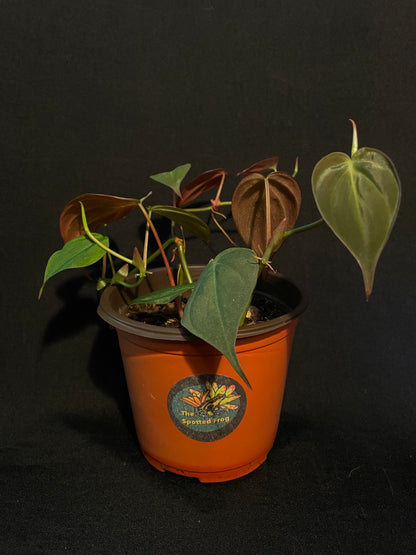 Philodendron Hederaceum 'Micans'