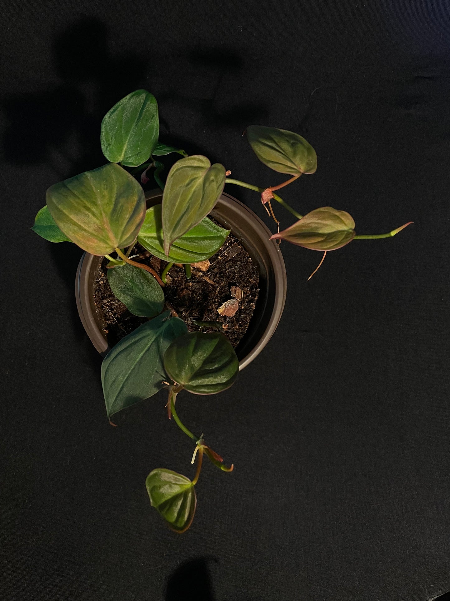 Philodendron Hederaceum 'Micans'