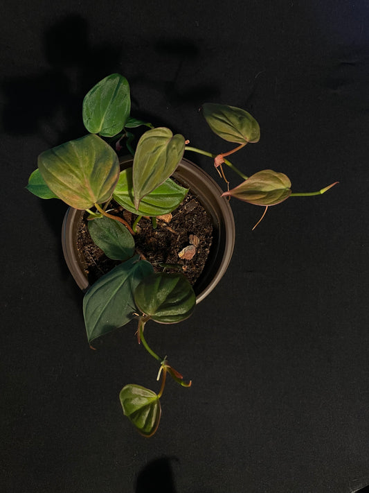 Philodendron Hederaceum 'Micans'