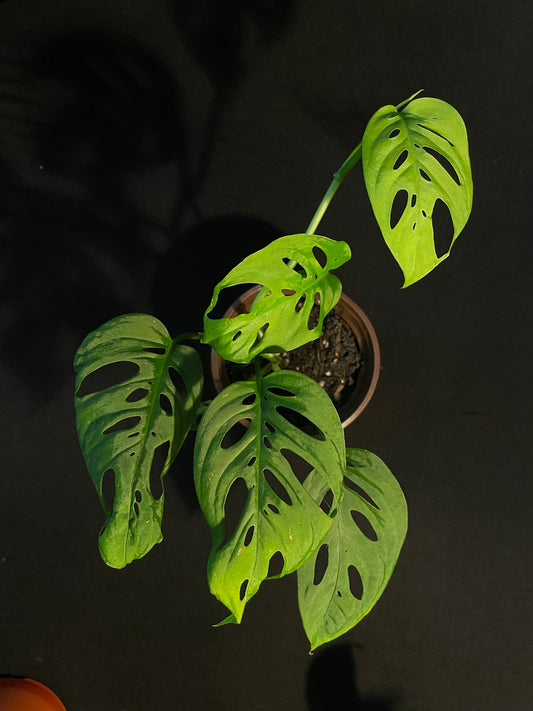 Monstera Adensonii 'Swiss Cheese'
