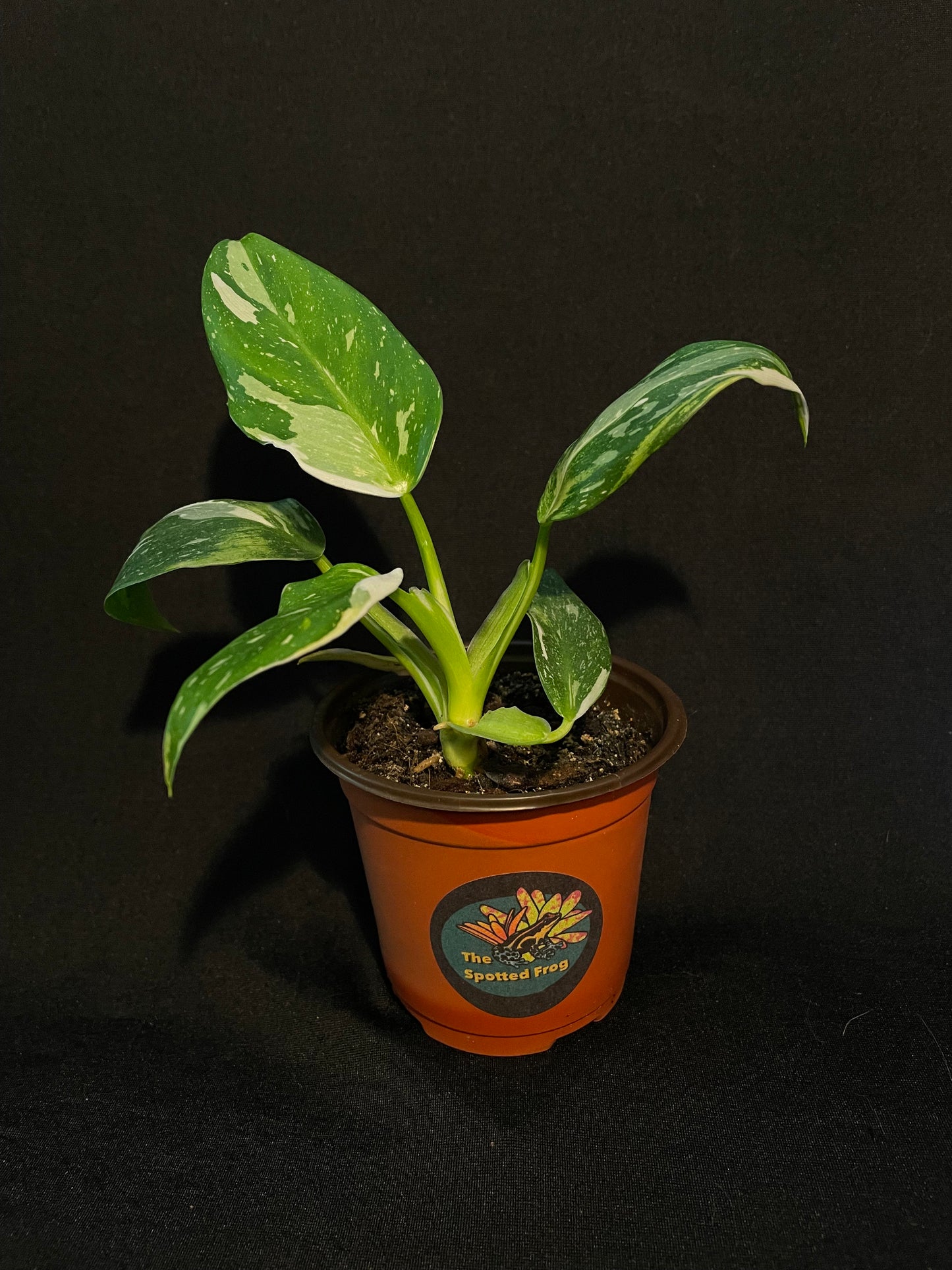 Philodendron Erubescens 'White Wizard'