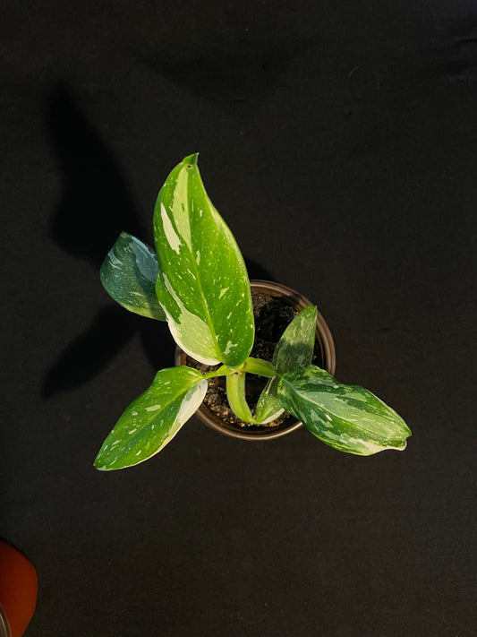 Philodendron Erubescens 'White Wizard'