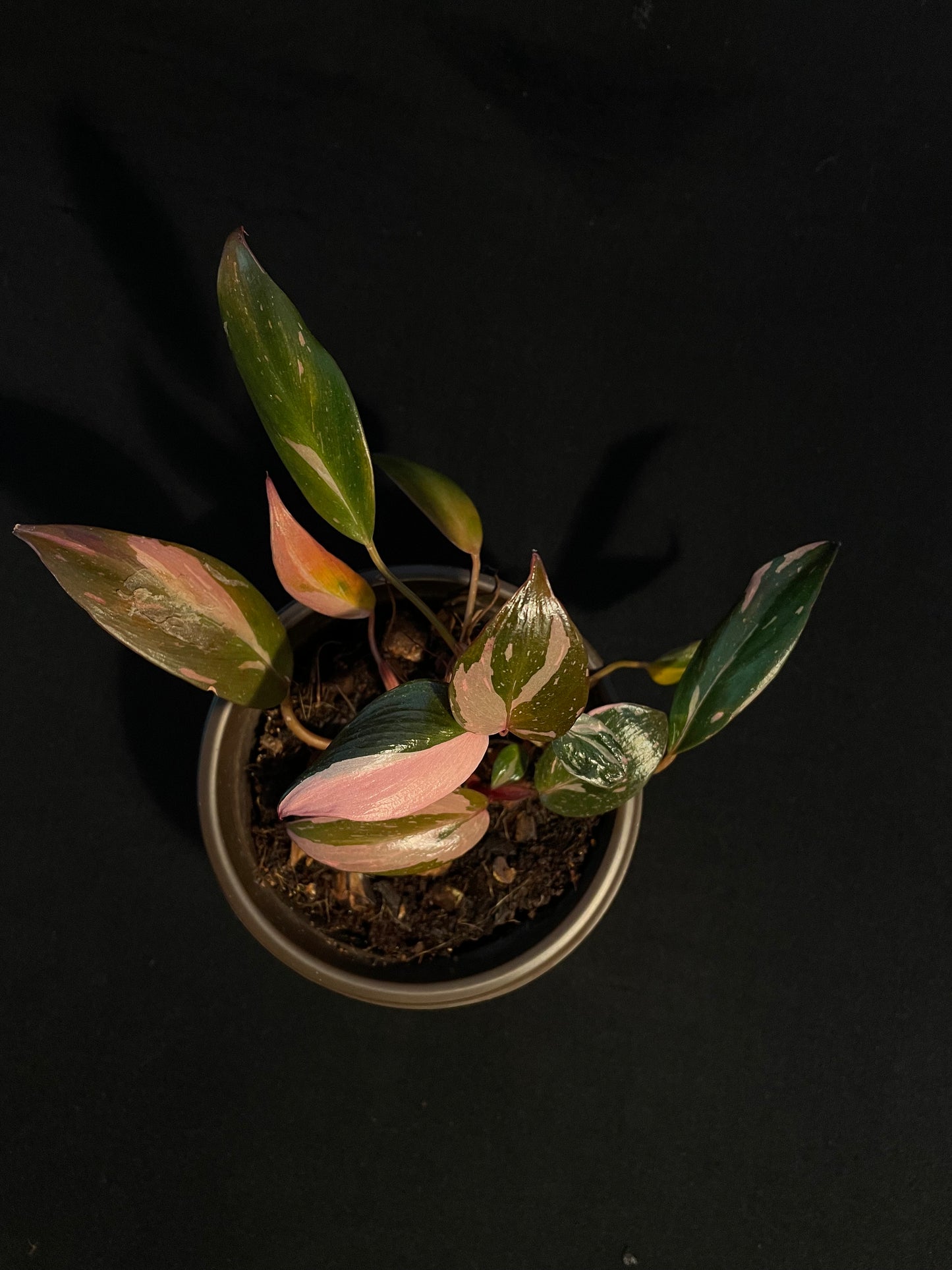 Philodendron Erubescens 'Pink Princess'