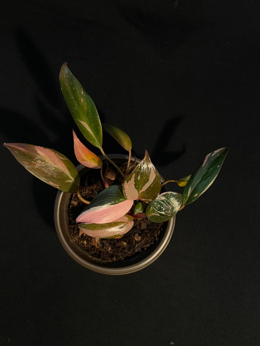 Philodendron Erubescens 'Pink Princess'