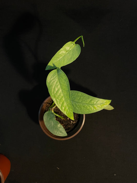Epipremnum Pinnatum 'Cebu Blue Pothos'