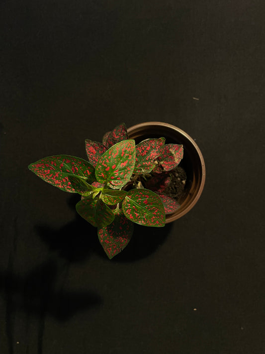 Hypoestes Phyllostachya 'Red Splash'