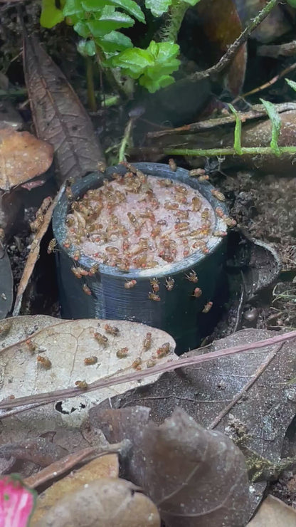 Feeding Station - Small