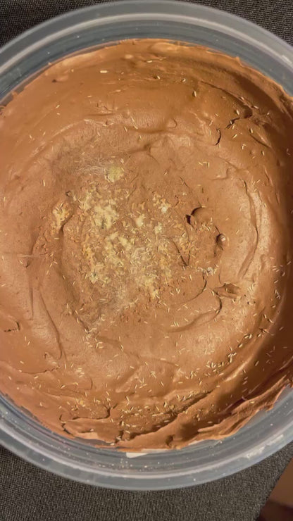 Springtails in Clay - Temperate White